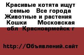 Красивые котята ищут семью - Все города Животные и растения » Кошки   . Московская обл.,Красноармейск г.